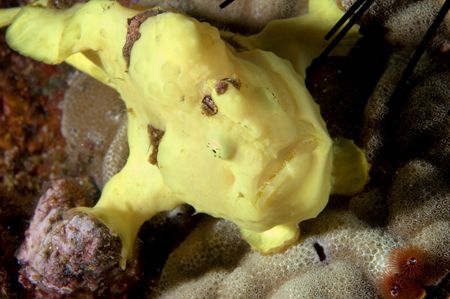 Yellow frogfish by Andy Lerner 