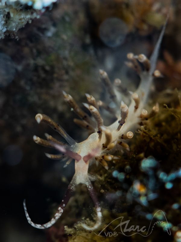 young nudis in the tentacles are ready to be born by Marc Van Den Broeck 