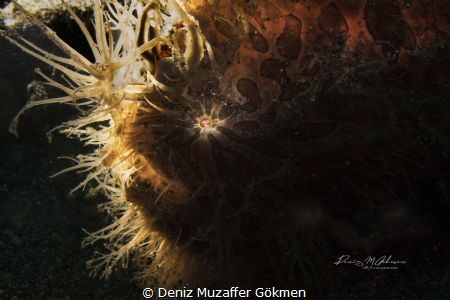 haıry in lembeh by Deniz Muzaffer Gökmen 