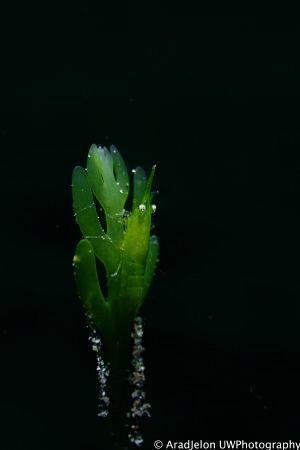 This shot was taken at Lembeh Strait, Sulawesi. I like th... by Md Arad Jelon 