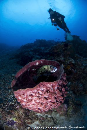 Sweetlips fish and diver by Caner Candemir 