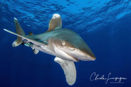 Longimanus by Claude Lespagne 