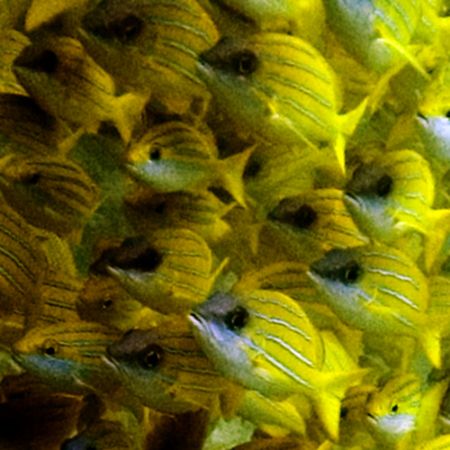 Snappers, Maldives 2005. by Chris Wildblood 