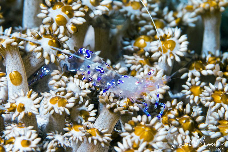 Graceful anemone shrimp by Laurie Slawson 