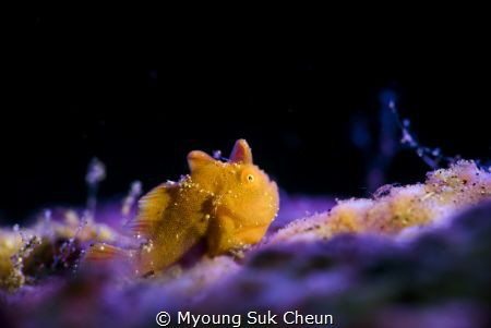 FROG FISH by Myoung Suk Cheun 