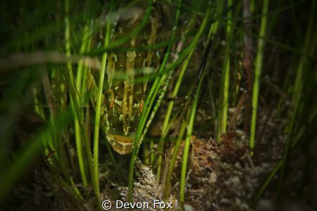 Giant Kelpfish blending in with the seagrass. Photo captu... by Devon Fox 