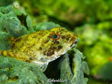 Gewone zeedonderpad, Myoxocephalus scorpius. Common in ou... by Eduard Bello 