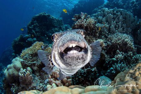 Hellooooo ! by Claude Lespagne 