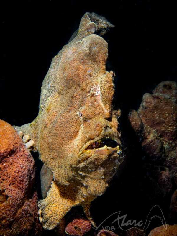 big mouth by Marc Van Den Broeck 