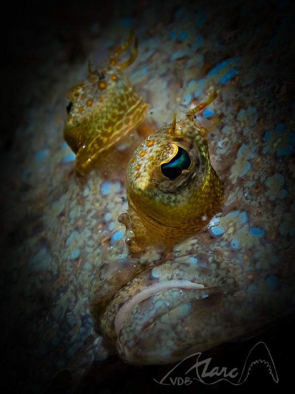 crooked by Marc Van Den Broeck 
