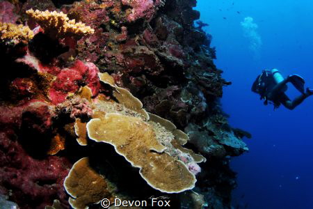 Wall Diver/ This image was taken off the coast of Tahiti,... by Devon Fox 