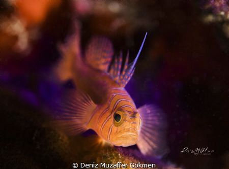 goby on torch light by Deniz Muzaffer Gökmen 