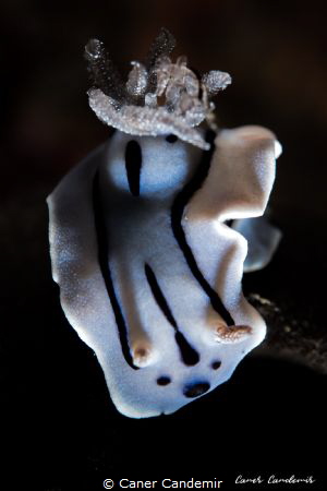 Chromodoris Willani by Caner Candemir 