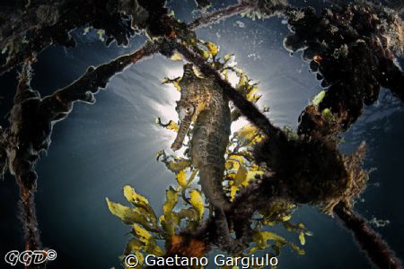 when the sun was my 3rd strobe by Gaetano Gargiulo 