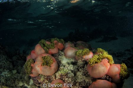 Anemone city/ photo taken just after sunset off the islan... by Devon Fox 