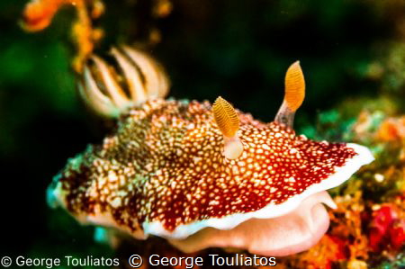 Move into the frame by George Touliatos 