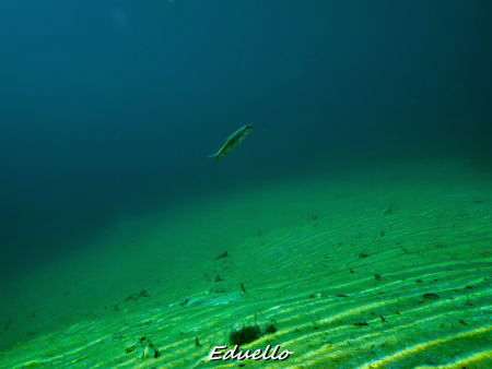 Just a view fish passing by... by Eduard Bello 