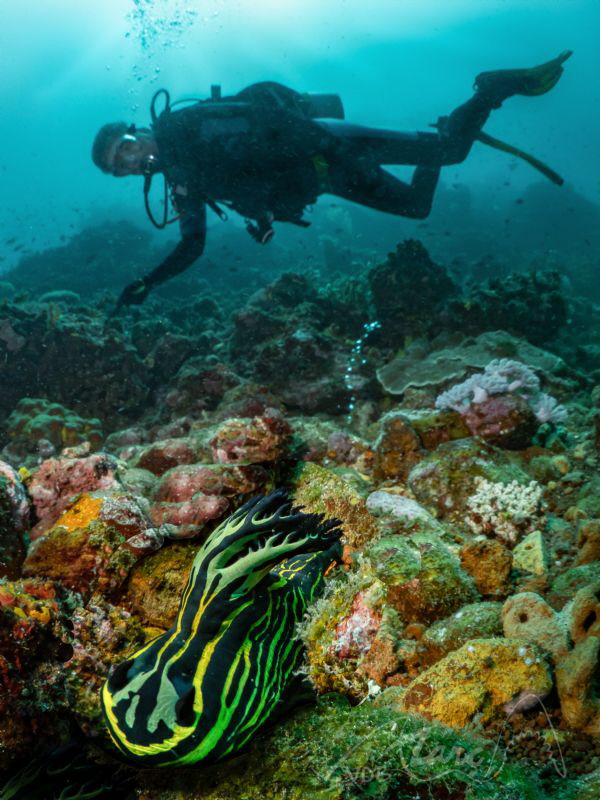 giant nudi by Marc Van Den Broeck 