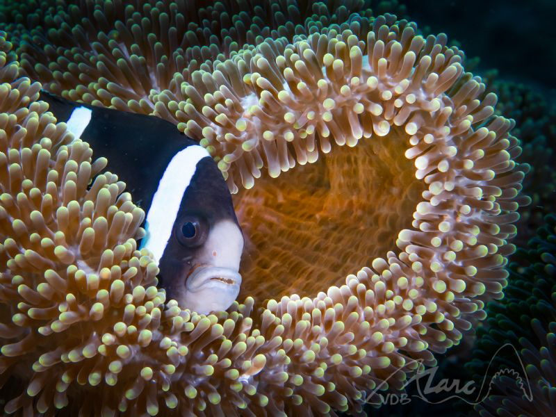 my home by Marc Van Den Broeck 