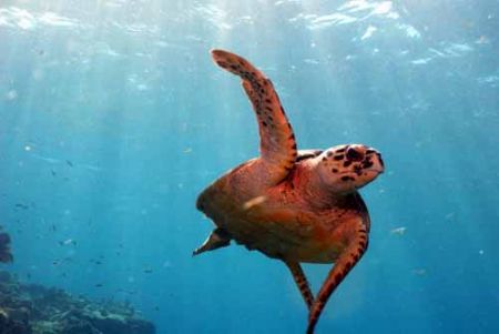 Hawksbill turtle by Joseph Moore 