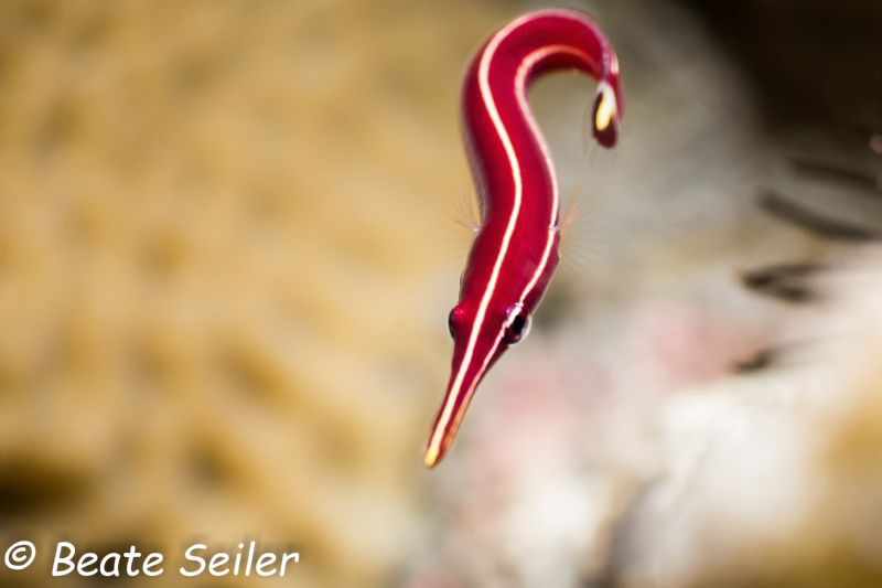 Cling fish at Pintuyan house reef by Beate Seiler 