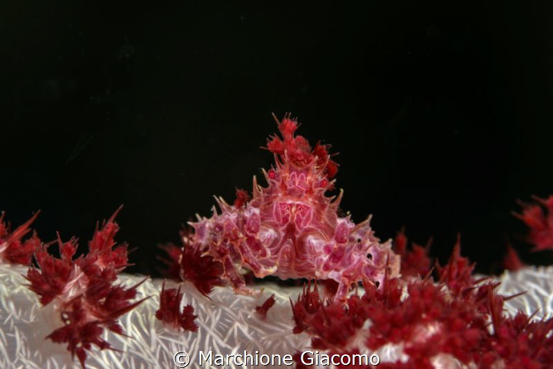 Candy crab on soft coral
Raja Ampat with daniele Daniele... by Marchione Giacomo 