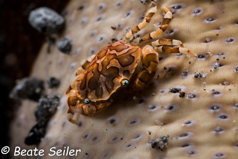 Little crab on a seacucumber, taken at Pintuyan house ree... by Beate Seiler 