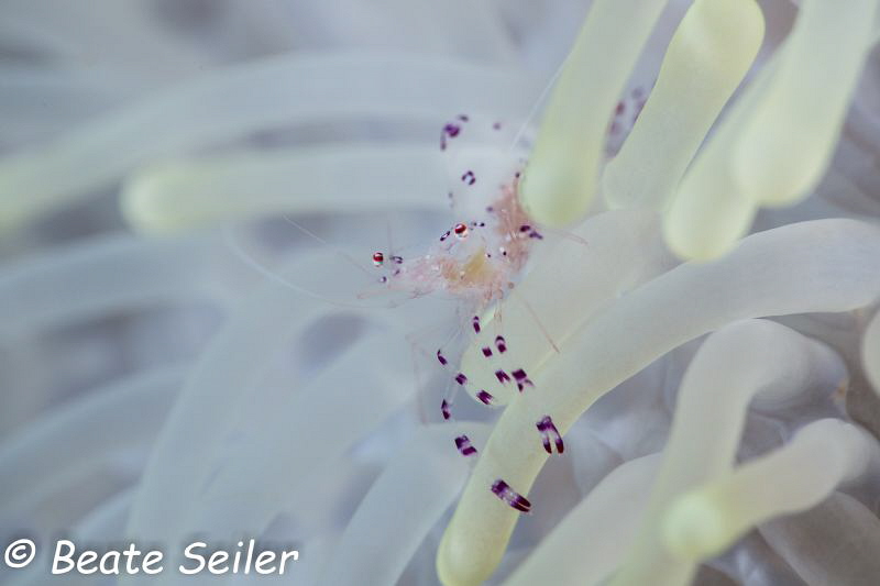 Cleaner Shrimp , Pintuyan house reef , Sony RX100 by Beate Seiler 
