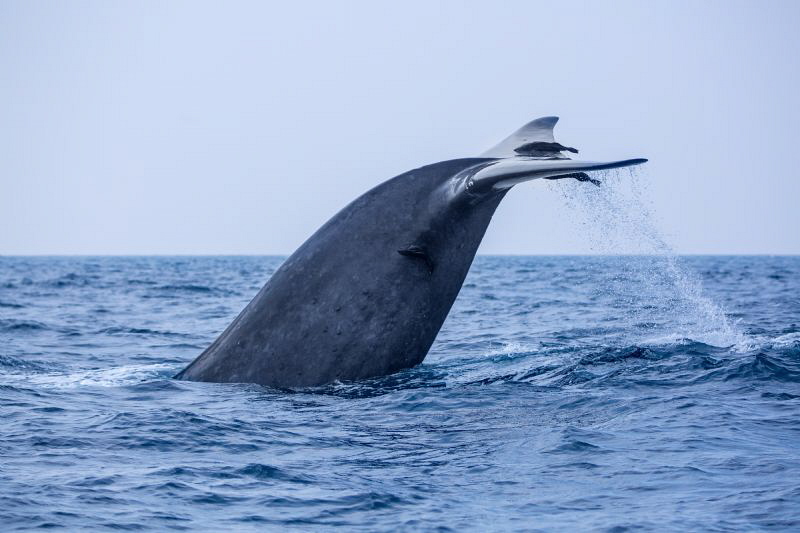 Blue Whale Tail as Fluke by Wayne Jones 