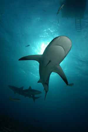 Sally Thomson of Stuart Cove's Fin Photo captured this Ca... by Fin Photo 