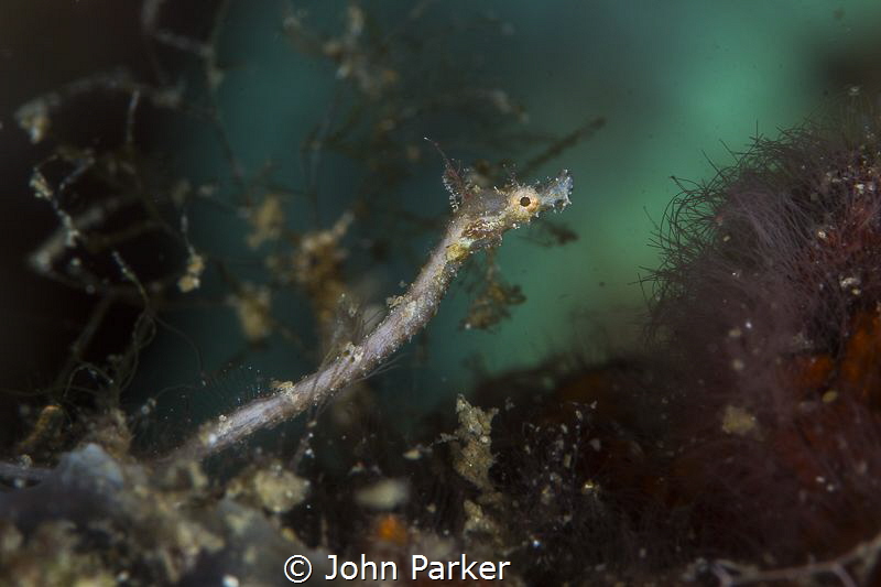Pipefish by John Parker 