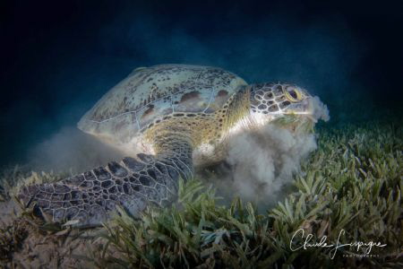 Green turtle by Claude Lespagne 