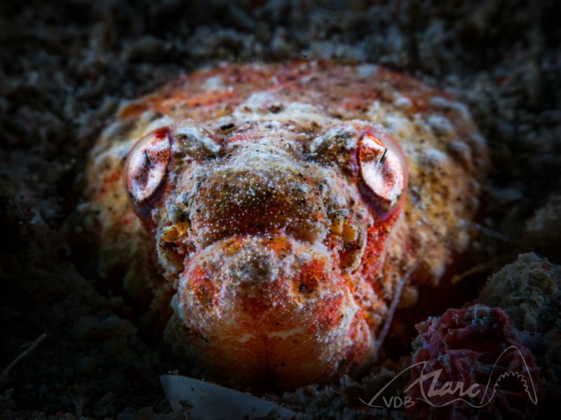 red head by Marc Van Den Broeck 
