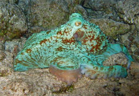 An octopus displaying threat coloration on Paradise Reef,... by Paul Holota 
