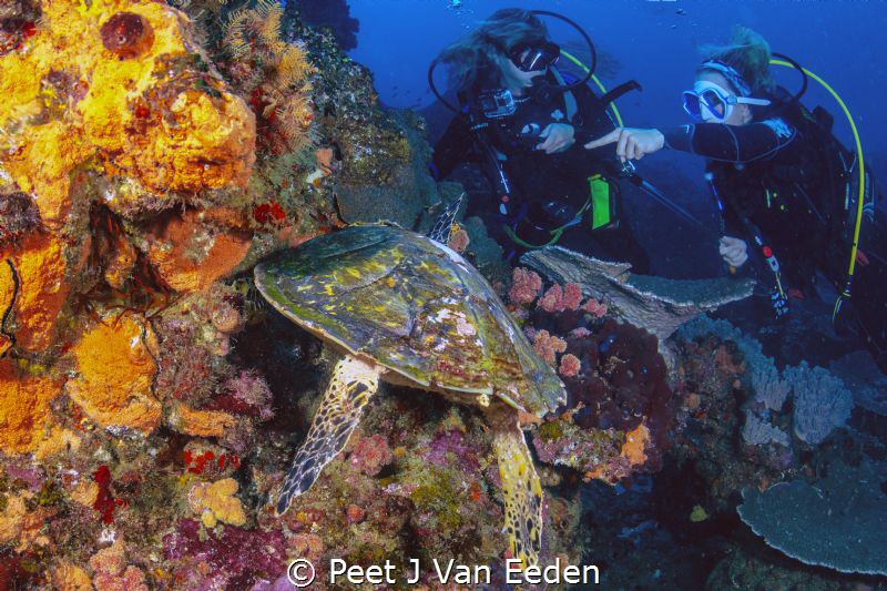 Look! by Peet J Van Eeden 