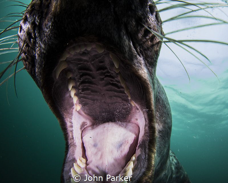 Say arrrrrr by John Parker 