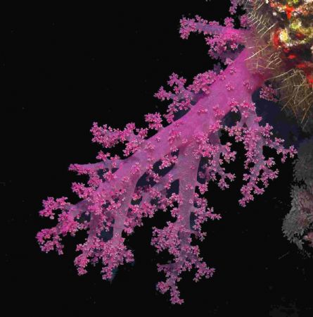 Softcoral on Elphinestone using D70 and 12-24mm lens by Malcolm Nimmo 
