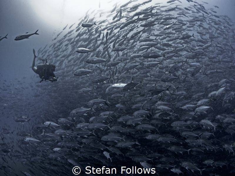 Saturday so far ...

Big Eye Travely - Caranx sexfascia... by Stefan Follows 