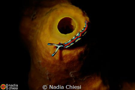 Equipment, Canon 7D mark II 60mm +ulc 6 and PRO Nimar Und... by Nadia Chiesi 
