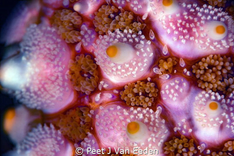 Super macro photo of the armor of a sea star by Peet J Van Eeden 