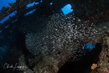 In-side the Carnatic in Egypt Red Sea ! by Claude Lespagne 
