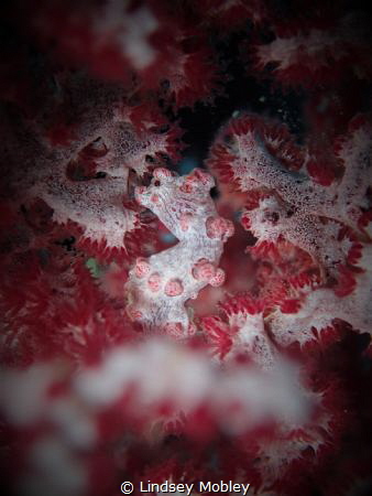 Pygmy Seahorse @ Sinandigan Wall, Puerto Galera by Lindsey Mobley 