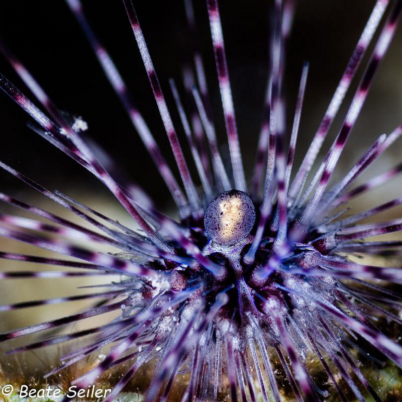 Bonaire seaurgin by Beate Seiler 