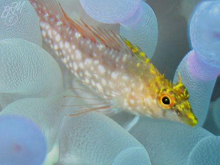 "What a little Diamond!" from Grand Cayman with Canon A70... by Brian Mayes 