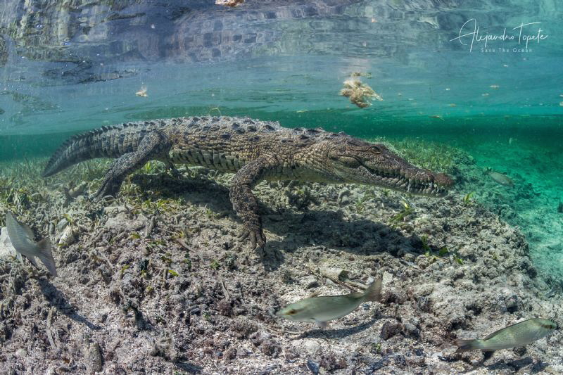 Cocodrile in the Mangrove, Gardens of the Queen Cuba by Alejandro Topete 