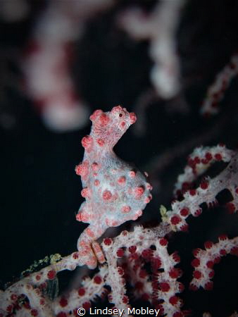 Proud Papa!! @ Fantasea Reef, Puerto Galera by Lindsey Mobley 