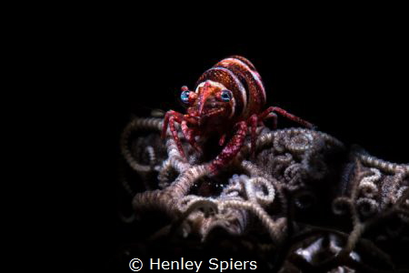 Basket Case by Henley Spiers 