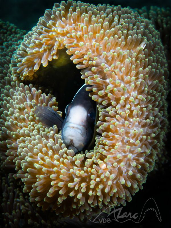 cosy by Marc Van Den Broeck 