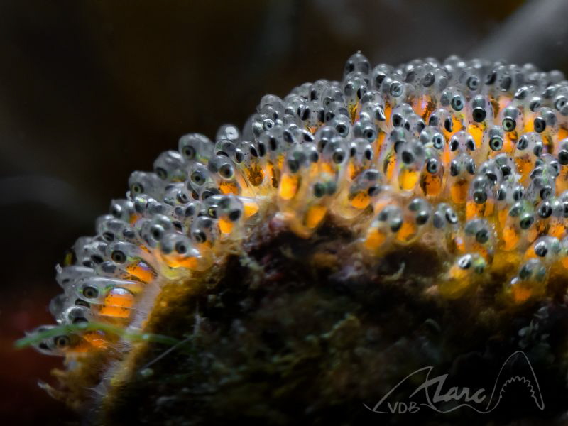 nemo's childeren by Marc Van Den Broeck 