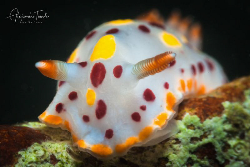 Nudibranch close up, La Paz Mexico by Alejandro Topete 